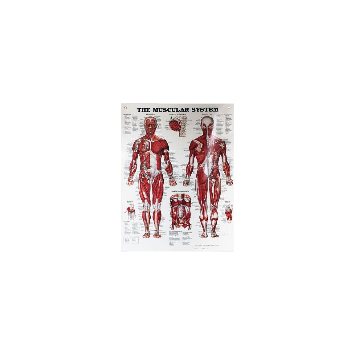 Muscles poster 50x65cm