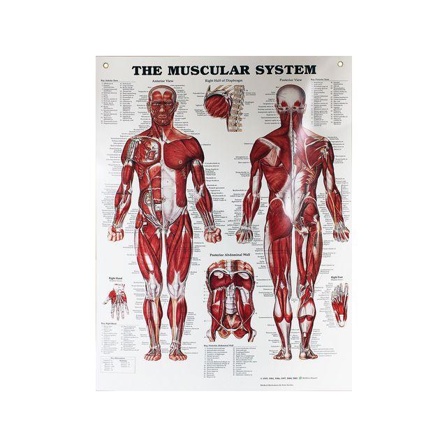 Muscles poster 50x65cm