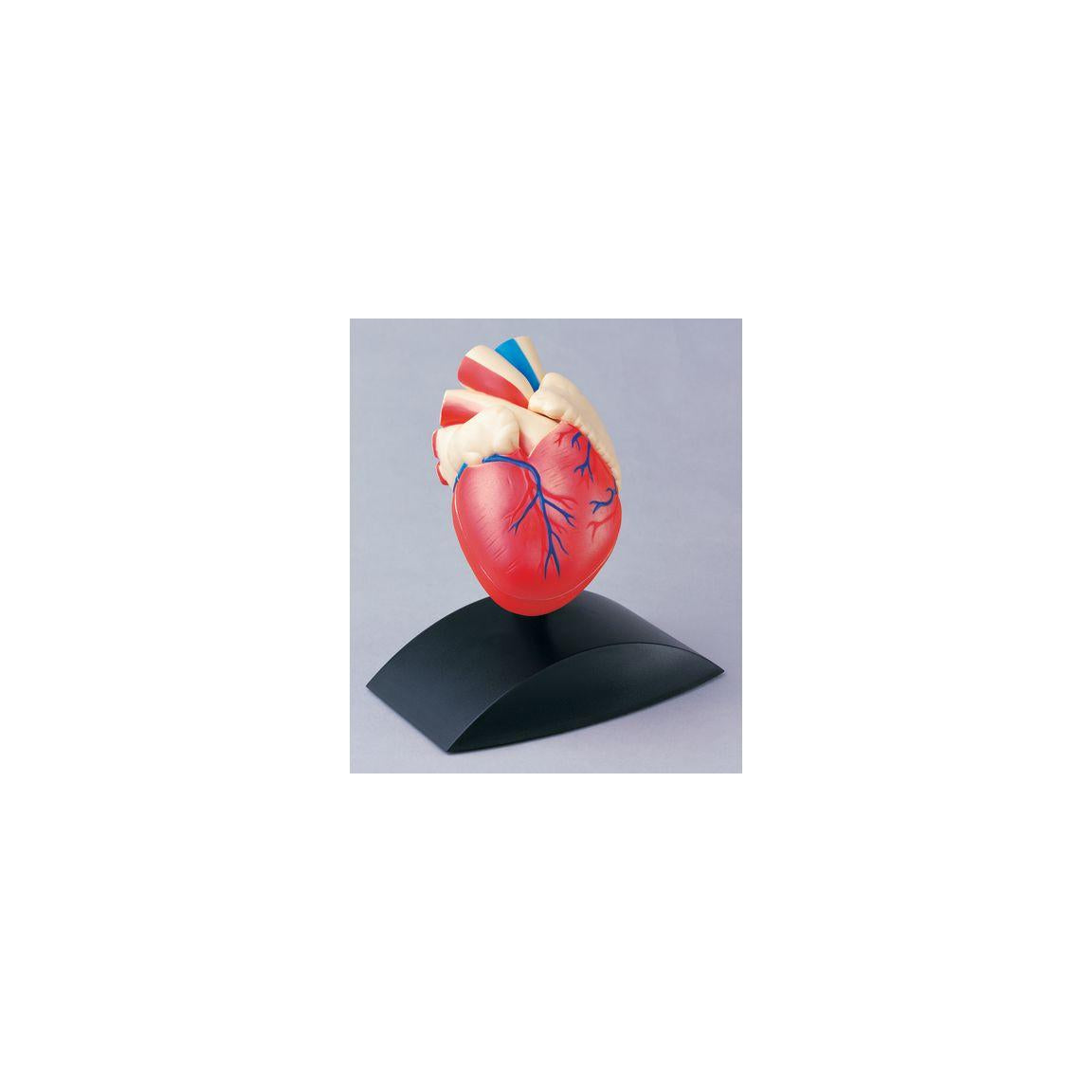 Anatomical model Heart 1:1