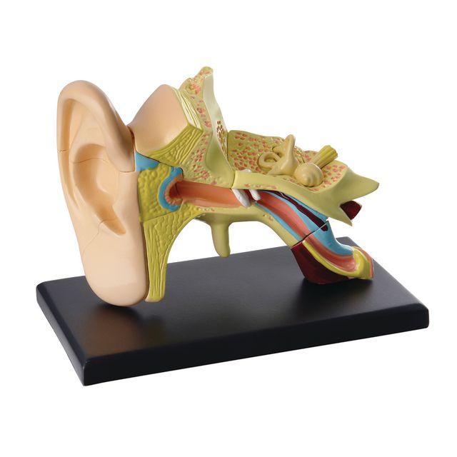 Anatomical model Ear 7.7 cm
