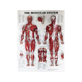 Muscles poster 50x65cm