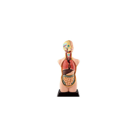 Anatomy set large 50cm 11 pieces