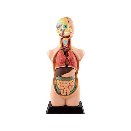 Anatomy set large 50cm 11 pieces