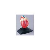 Anatomical model Heart 1:1