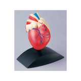 Anatomical model Heart 1:1