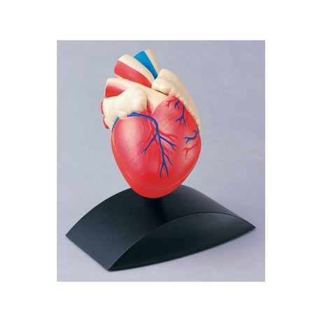 Anatomical model Heart 1:1