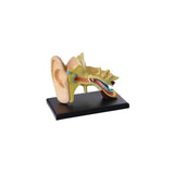 Anatomical model Ear 7.7 cm