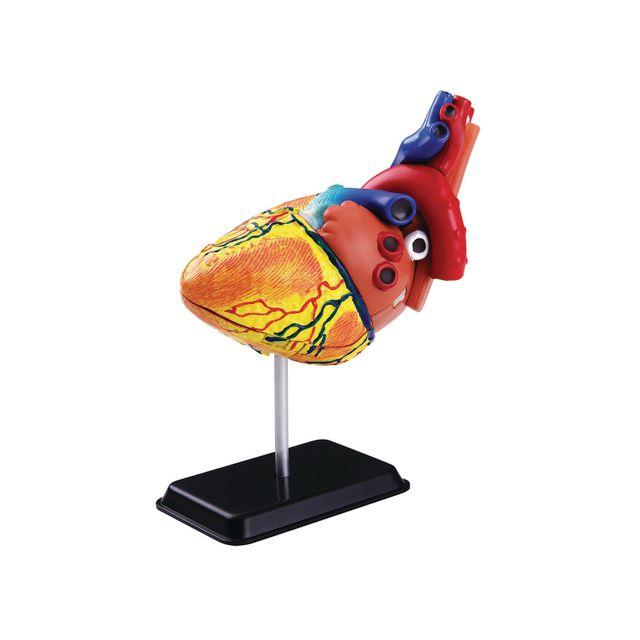 Anatomical model Heart 14 cm
