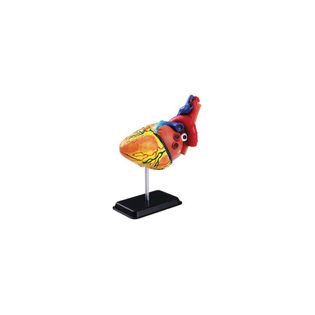 Anatomical model Heart 14 cm