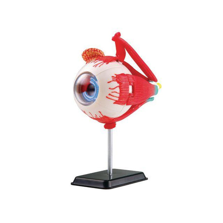 Anatomical model Eye 14 cm