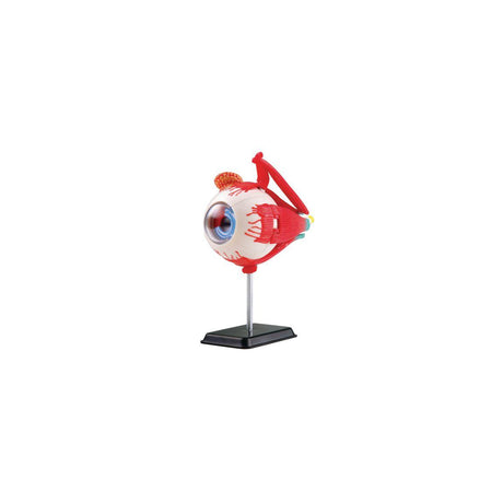 Anatomical model Eye 14 cm
